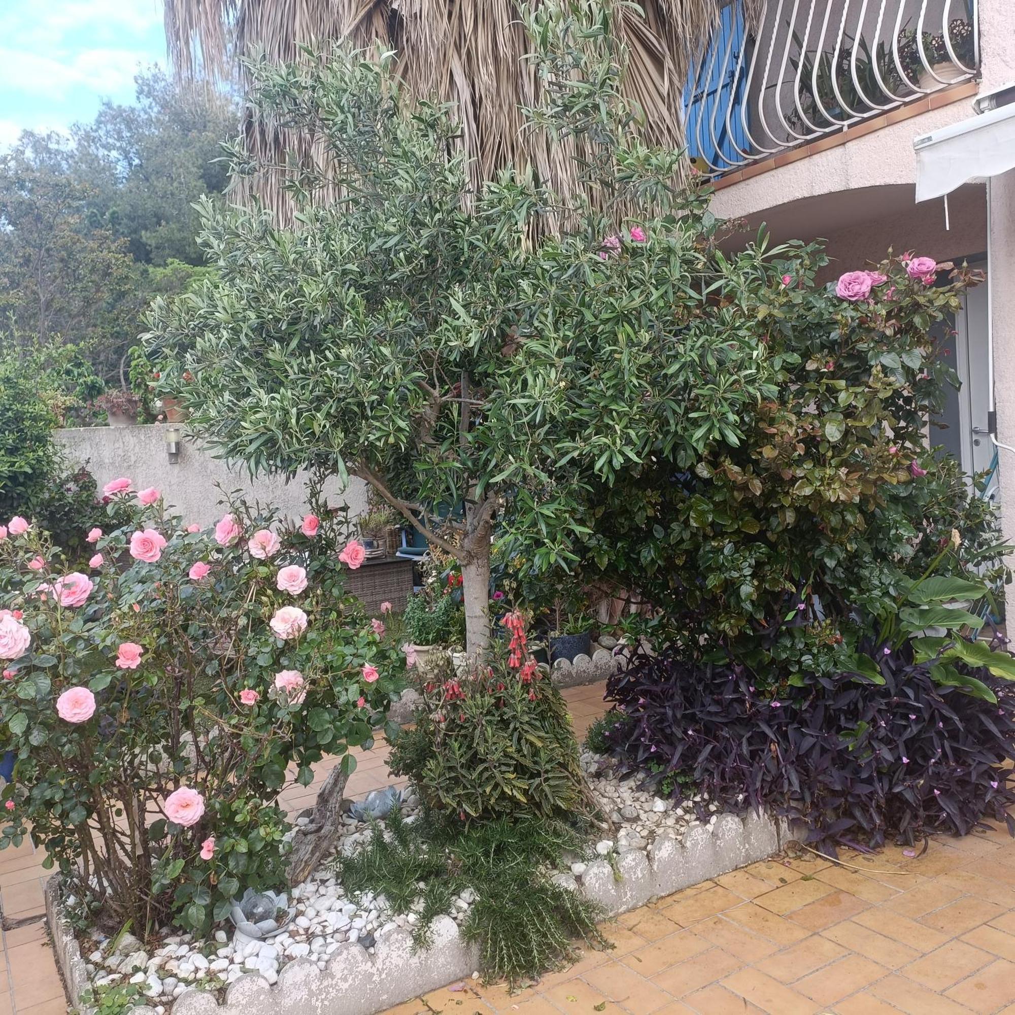 Studio Clair, Climatise Avec Jardin Et Parking Perpignan Zimmer foto